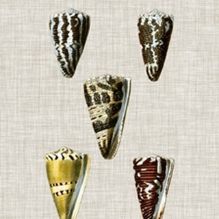 Antique Shells on Linen VIII