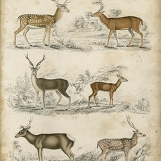 Non-Embellished Species of Deer