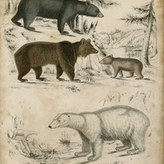 Non-Embellished Species of Bear