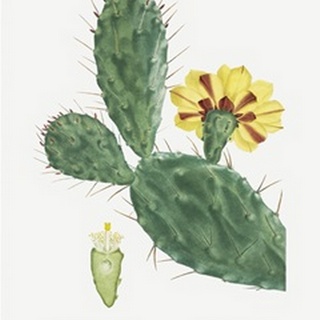 Redoute Cactus IV