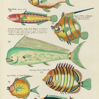 Renard Tropical Fish II