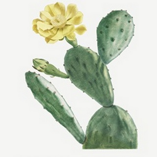 Redoute Cactus II