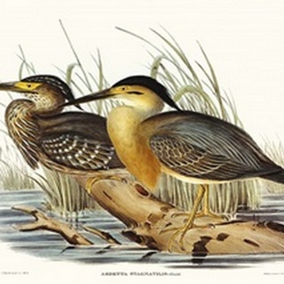 Waterbird Pairing IV