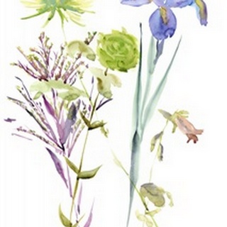 Watercolor Floral Study II