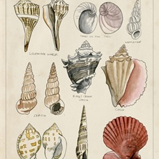 Seashell Sketch II
