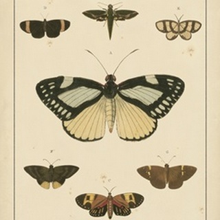 Heirloom Butterflies II