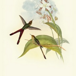 Gould Hummingbird III