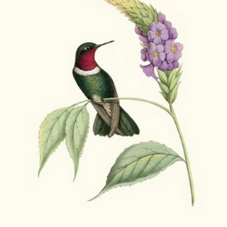 Hummingbird and Bloom II