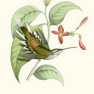 Hummingbird and Bloom III