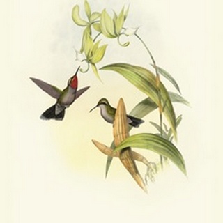 Gould Hummingbird IV