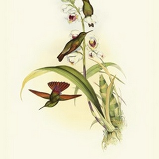 Gould Hummingbird II