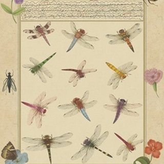 Dragonfly Manuscript II
