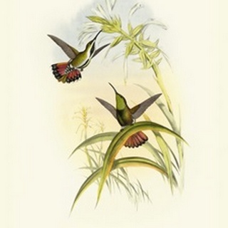 Gould Hummingbird I