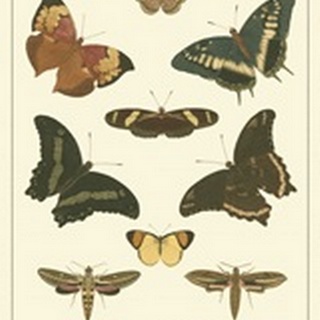 Cramer Butterfly Panel II