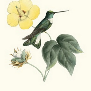 Hummingbird and Bloom I