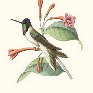 Hummingbird and Bloom IV