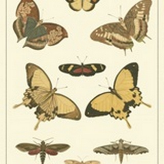 Cramer Butterfly Panel I
