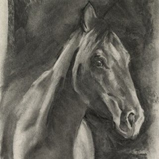 Charcoal Horse Study on Grey I