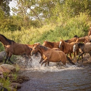 River Horses II