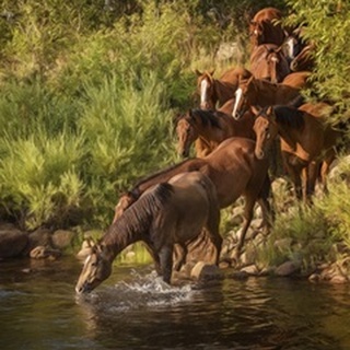 River Horses I