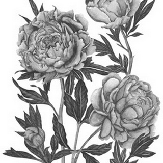 Flowers in Grey V