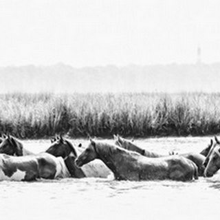 Water Horses III