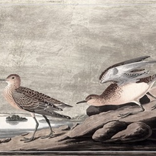 Gilded Sandpipers IV