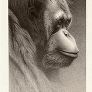 Jojo, The Orangutan