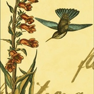 Peaceful Hummingbird II