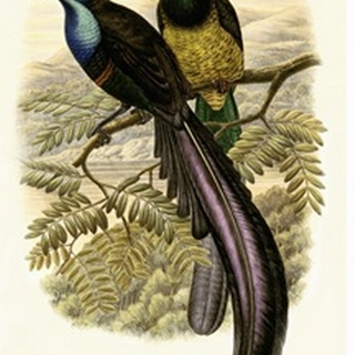 Gould Bird of Paradise I
