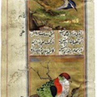 Bird Pair from India II