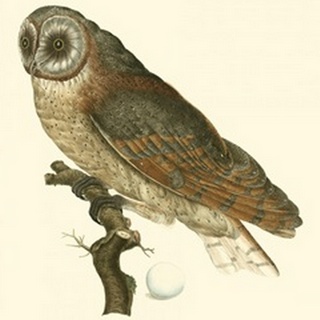 Nozeman Owls IV