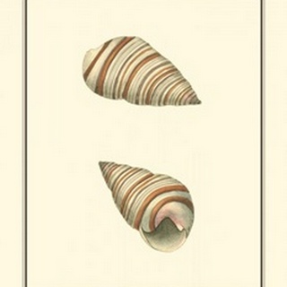 Ribband Bulla Shells