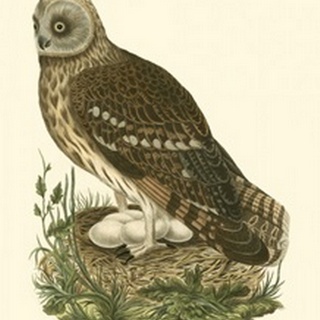 Nozeman Owls I