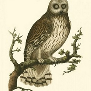 Nozeman Owls II