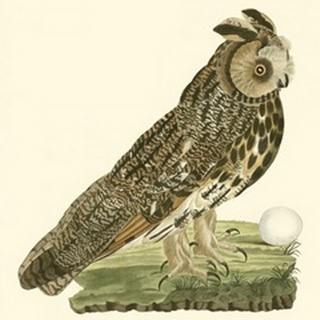 Nozeman Owls III