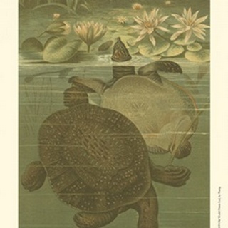Pond Turtles