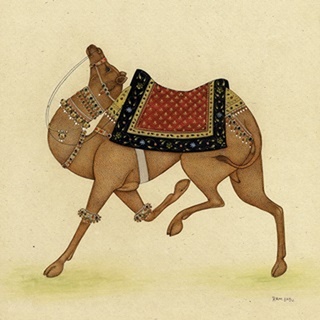 Camel from India I
