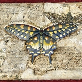Poetic Butterfly II