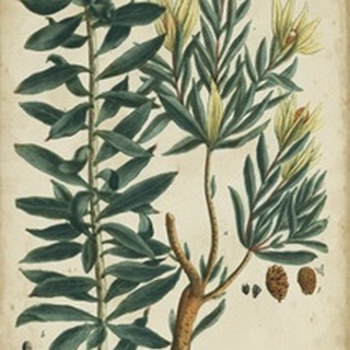 Weinmann Foliage and Fruit IV