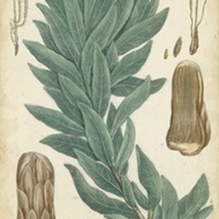 Weinmann Conifers I