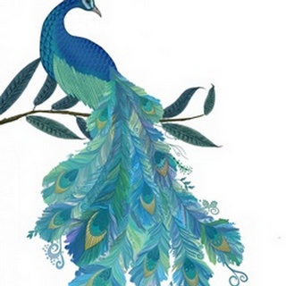 Peacock with Doodle Tail on White