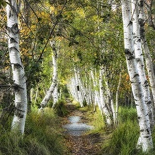 Birch Path I