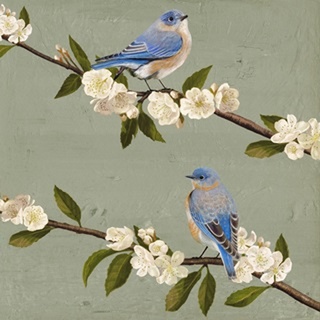 Bluebird Branch Collection B