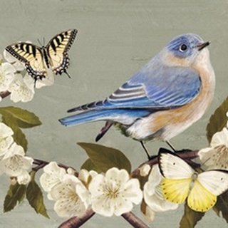 Bluebird Branch Collection A