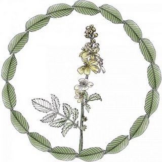 Yarrow Flower Collection E