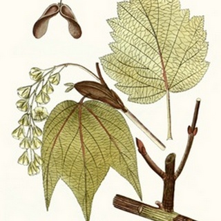 Maple Leaves II