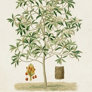 Antique Tree with Fruit VI