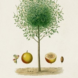 Antique Tree with Fruit VII