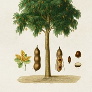 Antique Tree with Fruit IX